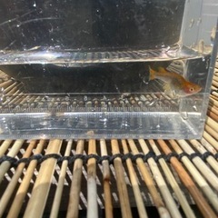 🐟五式タイプR メダカ🐟の画像