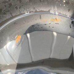 🐟五式タイプR メダカ🐟の画像