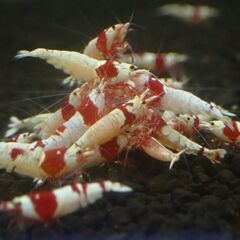⑦格安！レッドビーシュリンプ　アクアリウム＾＾