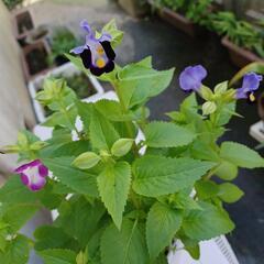 交渉中❗植物#トレニア&トラディスカンチン