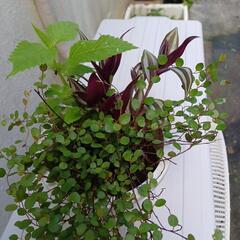 交渉中❗植物♪︎ワイヤープランツ&トレニア、トラディスカンチン