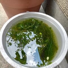水草アナカリス差し上げます