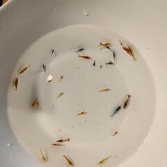 常時販売中！！メダカとシュリンプ🦐新品飼育セット現金可😆キューブの水槽も可愛いですよ💕シュリンプは増えたので、今だけ5匹→10匹の画像
