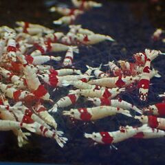 ⑪大量に繁殖したので格安放出！観賞用シュリンプ