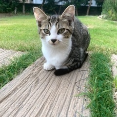 かわいい4匹の里親募集になります。