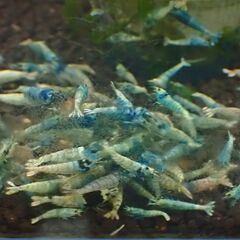 ⑮観賞用シュリンプ　レッドビー　他いろいろの画像