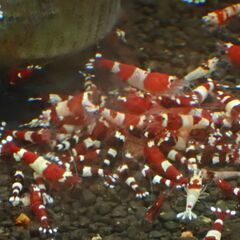 ⑮観賞用シュリンプ　レッドビー　他いろいろの画像