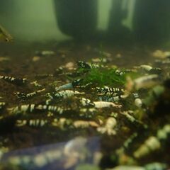 ⑮観賞用シュリンプ　レッドビー　他いろいろの画像