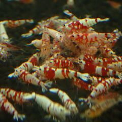 ⑮観賞用シュリンプ　レッドビー　他いろいろの画像