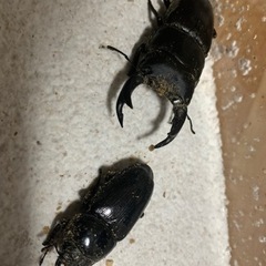 大人気✨能勢yg血統国産オオクワガタ　幼虫もあります！の画像
