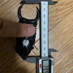 大人気✨能勢yg血統国産オオクワガタ　幼虫もあります！の画像