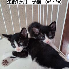 生後１か月　子猫里親募集！