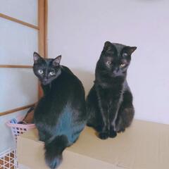 里親さん募集です。