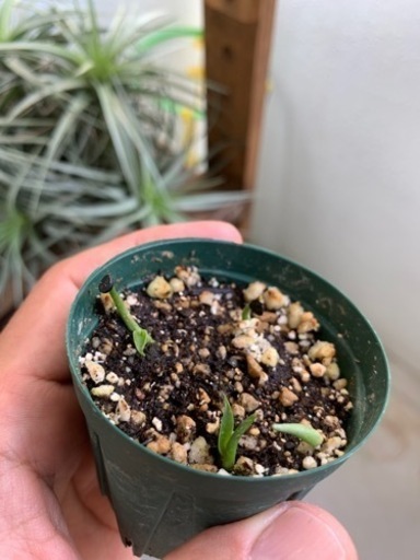 アガベ エボリスピナ  Agave utahensis var. eborispina 4本