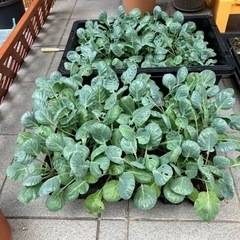 芽キャベツ苗　