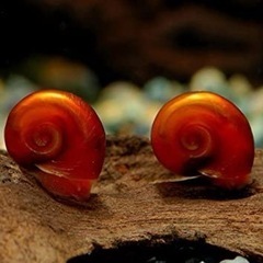 ミナミヌマエビ☘10匹　オマケ付き♪の画像