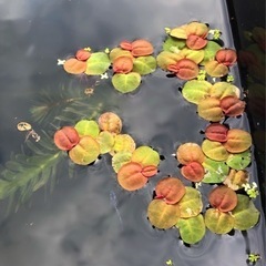 水草　フィランサスフルイタンス　10株