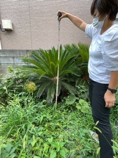 ソテツ