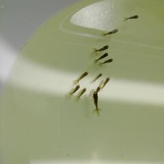 【10匹ｾｯﾄ】ブラックドラゴン 金魚 鈴木東錦
