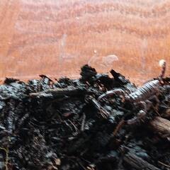 マレーキャンサースコーピオンの画像