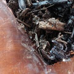 マレーキャンサースコーピオンの画像