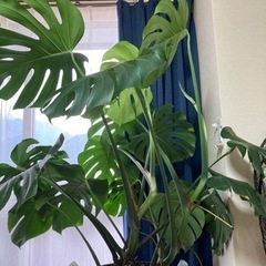 観葉植物　モンステラ　値下げしてみましたの画像