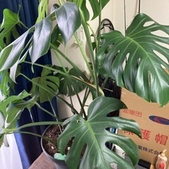 観葉植物　モンステラ　値下げしてみました
