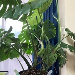 観葉植物　モンステラ　値下げしてみましたの画像