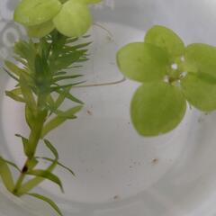 ミナミヌマエビ　稚エビちゃん　10匹+水草