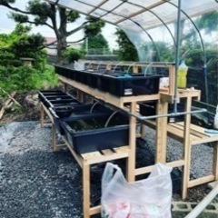 メダカ(複数種います)の画像