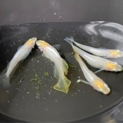 メダカ(複数種います)の画像