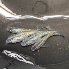 メダカ(複数種います)の画像