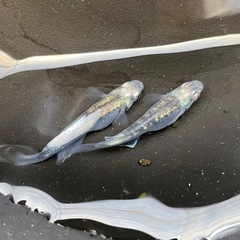 メダカ(複数種います)の画像