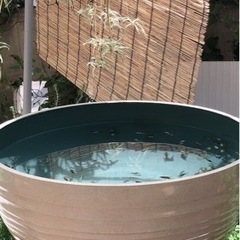 金魚土佐金　最終選別通過残10の画像