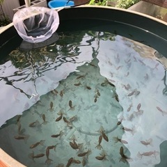 金魚土佐金　最終選別通過残10の画像