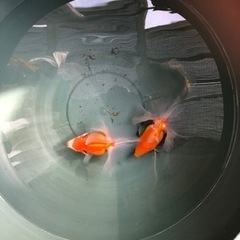 金魚土佐金　最終選別通過残10の画像