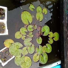 【夏休み】メダカあげます 千葉県南房総市【自由研究に】