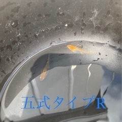 🐟五式　タイプR🐟の画像