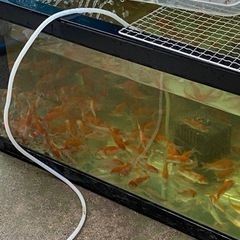 紅白　錦鯉　5センチ〜