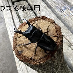 ヒラタクワガタ。