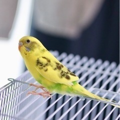 インコ