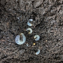 カブトムシの幼虫