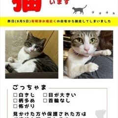 迷子猫探してます‼︎
