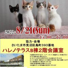 【こねこがいっぱい】8/21（日）ハレノテラス保護猫譲渡会