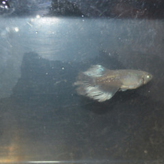 マリアージュロングフィンメダカの画像