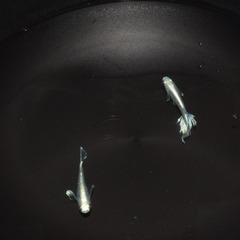 マリアージュロングフィンメダカの画像