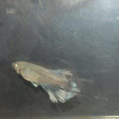 マリアージュロングフィンメダカの画像