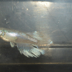 マリアージュロングフィンメダカの画像