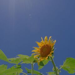 【荒天中止】ひまわり畑🌻@武蔵村山市 (Kanoa Photo Club -3) − 東京都