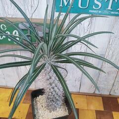 【観葉植物】パキポディウム　ゲアイーの画像